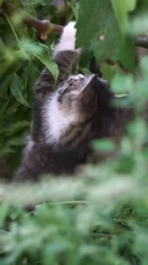 Bahçede birkaç kedi yavrusu oynuyor..