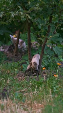 Bahçede birkaç kedi yavrusu oynuyor..
