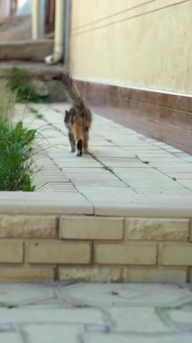 Yavru kedi bahçede patika boyunca yürüyor..