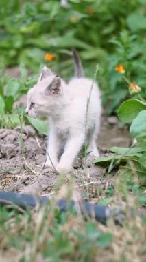 Bahçedeki ekinlerin arasında beyaz bir kedi yavrusu oynuyor..