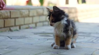 Bir kız pofuduk bir kediyi okşayıp okşuyor..