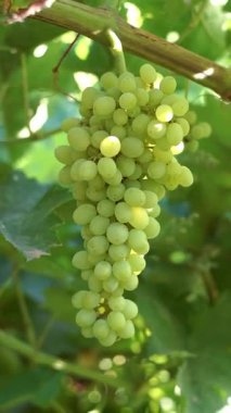 Üzüm bağındaki bir dala asılı beyaz üzümler