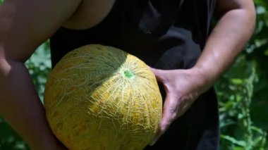 Tarlada büyük sarı bir kavun toplarız..