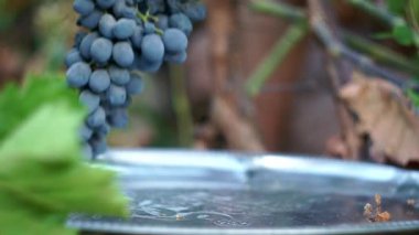 Bir adam üzüm bağında siyah üzüm topluyor.