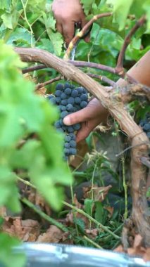 Bir adam üzüm bağında siyah üzüm topluyor.