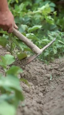 Bir adam tarlada ekinler üzerinde çalışıyor..