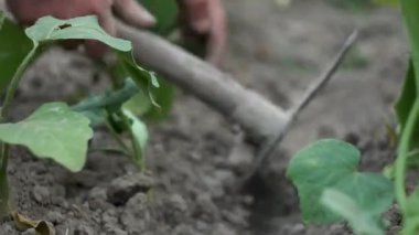 Bir adam tarlada ekinler üzerinde çalışıyor..