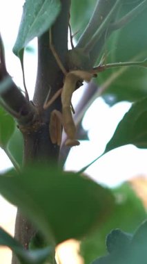 Peygamberdevesi bir ağaç dalında duruyor..