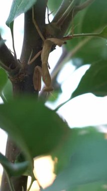 Peygamberdevesi bir ağaç dalında duruyor..