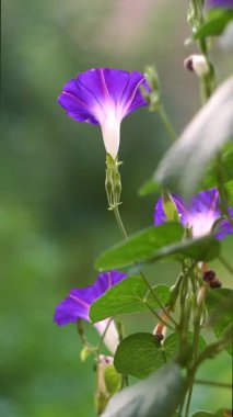Sarmaşık çiçekleri rüzgarda sallanıyor.