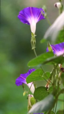 Sarmaşık çiçekleri rüzgarda sallanıyor.