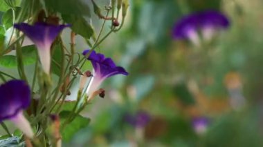 Sarmaşık çiçekleri rüzgarda sallanıyor.