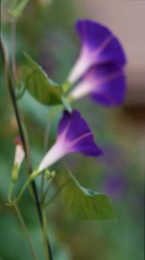 Sarmaşık çiçekleri rüzgarda sallanıyor.