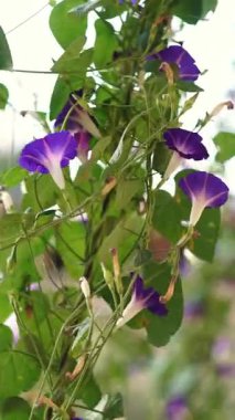 Sarmaşık çiçekleri rüzgarda sallanıyor.