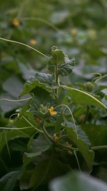 Karpuz yaprakları ve tomurcukları tarlada