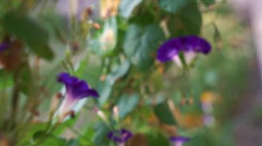 Sarmaşık çiçekleri rüzgarda sallanıyor.