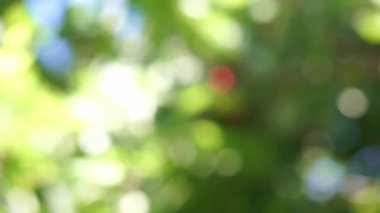 Yeşil doğa güneş ışığı boken video