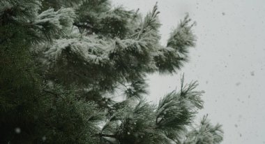 Köknar dallarına düşen karların Bokeh fotoğrafı. Güzel kış manzarası.