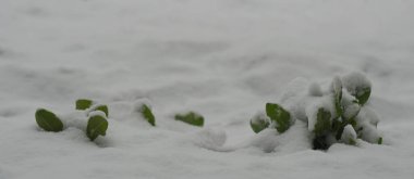 Karların altından çiçek yaprakları çıkıyor. Kış mevsimi