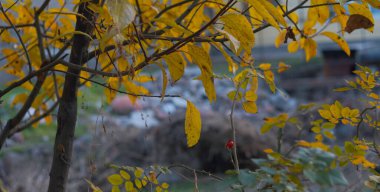 Hasta bir sarı elma ağacının yapraklarında büyük siyah lekeler vardır..