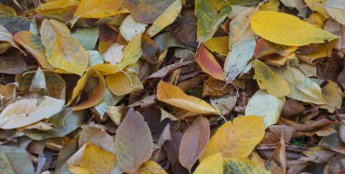 Zemin çeşitli sarı yapraklarla kaplı, sonbahar arkaplanı..