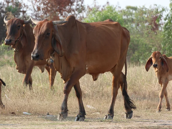 Ázsiai tehén, ország út — Stock Fotó