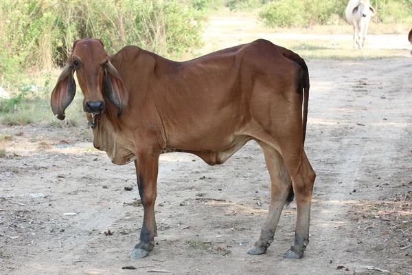 Mucca asiatica — Foto Stock