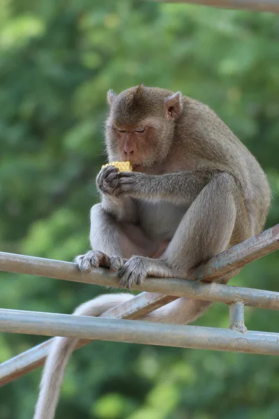 Lindo pequeño mono — Foto de Stock