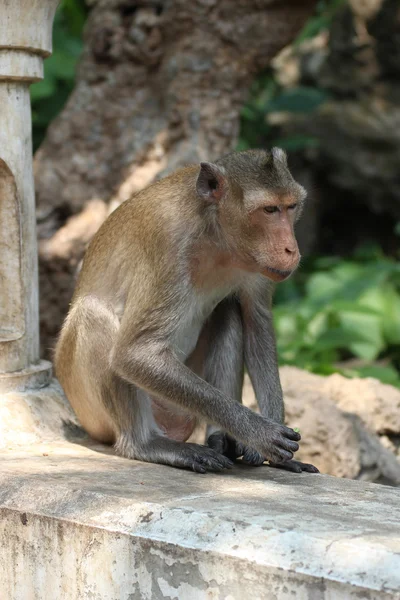 Ładny małpki — Zdjęcie stockowe
