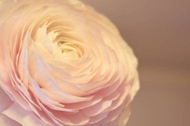 Geçmişi bulanık pembe bir Ranunculus çiçeği. Boşluğu kopyala.