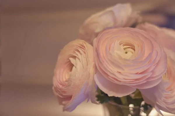 Pembe Ranunculus çiçekleri bulanık arka planlı cam bir vazoda. Boşluğu kopyala.