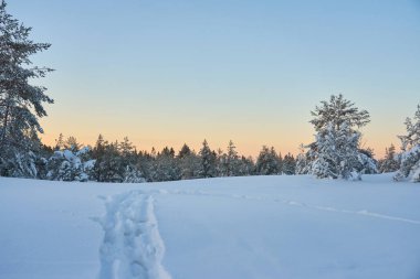 Kış ormanında karda yol. Boşluğu kopyala.