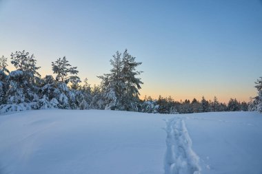 Kış ormanında karda yol. Boşluğu kopyala.
