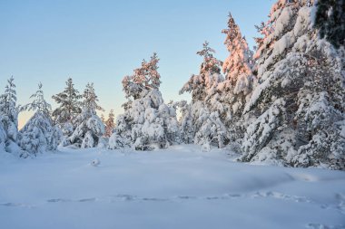 Gün batımında kış ormanında karla kaplı ağaçlar. Boşluğu kopyala.
