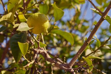 Olgunlaşmış limon meyvesi güneşin altında bir ağaçta yetişir..