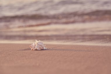 Denizin kumlu sahilinde deniz kabuğu ve arka planda bulanık dalgalar. Boşluğu kopyala.