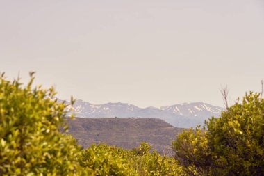 Arka planda Olive Grove ve Mountains var. Boşluğu kopyala.