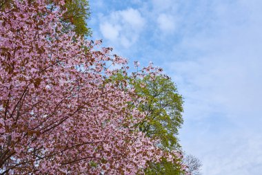 Arka planda bulanık ağaçlar ve gökyüzü olan kiraz çiçekleri. Boşluğu kopyala.