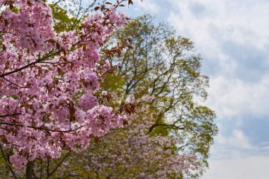 Arka planda bulanık ağaçlar ve gökyüzü olan kiraz çiçekleri. Boşluğu kopyala.