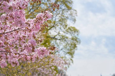 Bulanık ağaç ve mavi gökyüzüne karşı kiraz çiçekleri. Boşluğu kopyala.