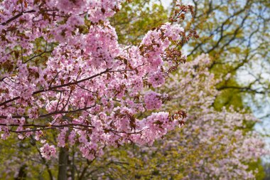 Arka planda bulanık ağaçlar olan kiraz çiçekleri. Boşluğu kopyala.
