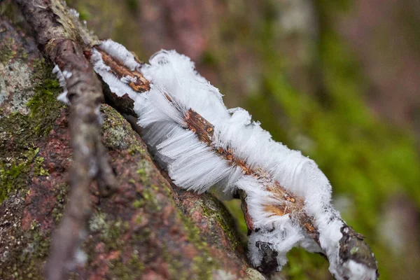 Unusual ice on a tree branch in the winter forest with blurred background.