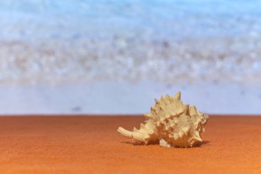 Arka planda bulanık deniz olan gün ışığında bir kabuk..