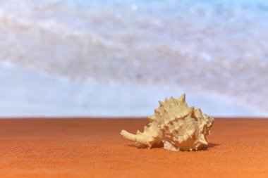 Arka planda bulanık deniz olan gün ışığında bir kabuk..