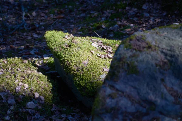 Une pierre couverte de mousse au soleil dans la forêt — Photo