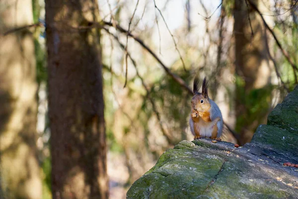 La ardilla se sienta al sol sobre una piedra y se come una nuez — Foto de Stock