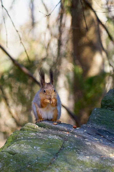 Eichhörnchen sitzt in der Sonne auf einem Stein und frisst eine Nuss — Stockfoto