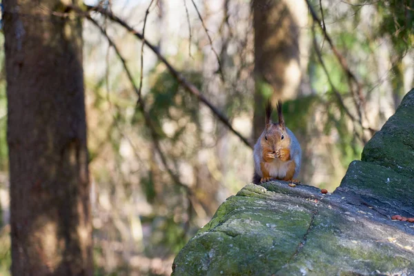 Eichhörnchen sitzt in der Sonne auf einem Stein und frisst eine Nuss — Stockfoto