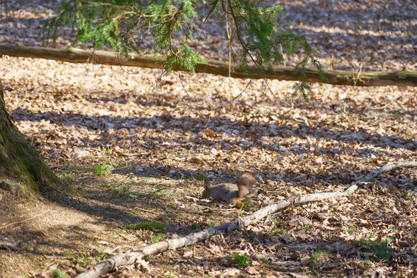 Eekhoorn verbergt noten in droog gebladerte in bos — Stockfoto