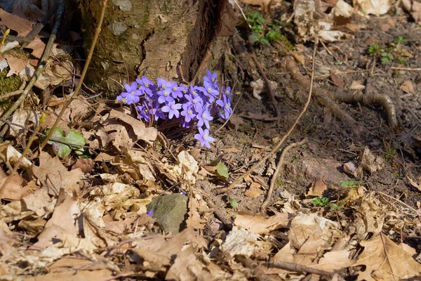 Фіолетові квіти гепатиків у весняному лісі — стокове фото